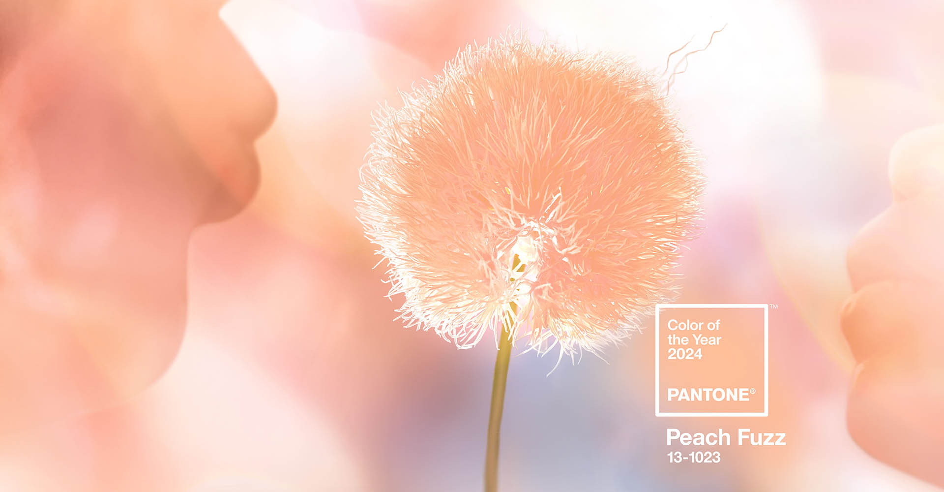     - Pantone Color Institute     Peach Fuzz